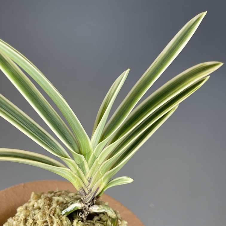 白翁 | TOKYO酒田