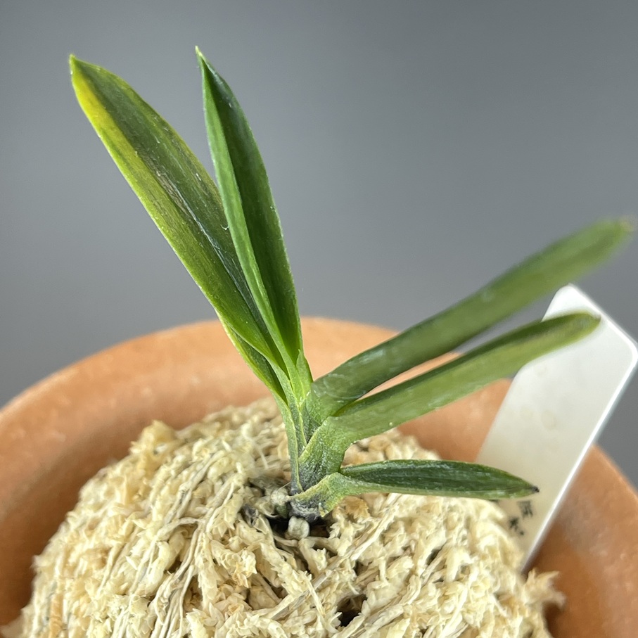 黒牡丹縞 | TOKYO酒田