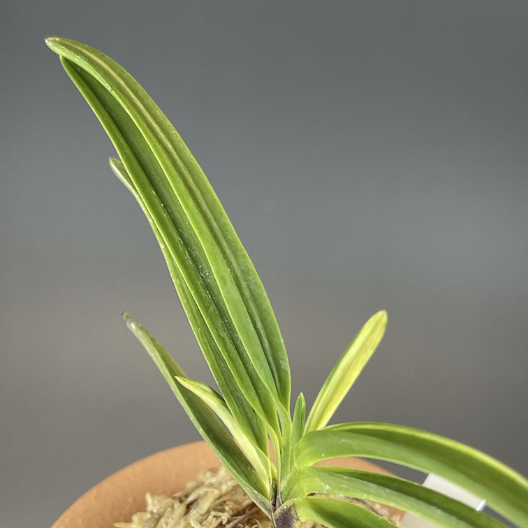 [年末大感謝祭東京土産編激安!!]富貴蘭　真砂系白牡丹 真砂白牡丹① | TOKYO酒田