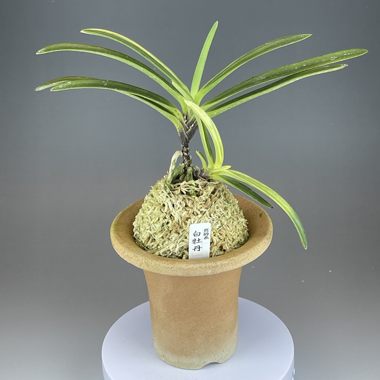 真砂白牡丹① | TOKYO酒田