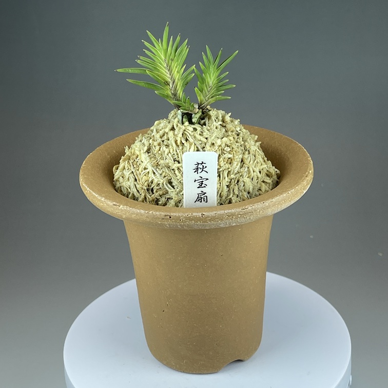 萩宝扇 | TOKYO酒田