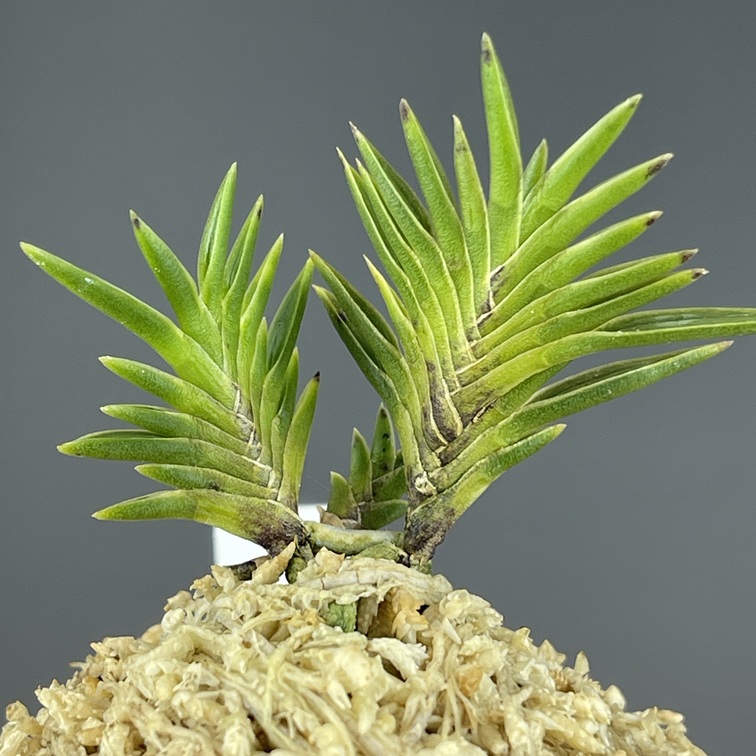 萩宝扇 | TOKYO酒田