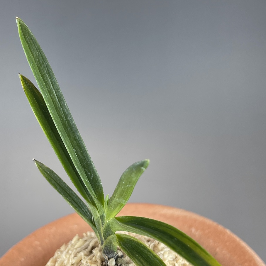 黒牡丹縞 | TOKYO酒田