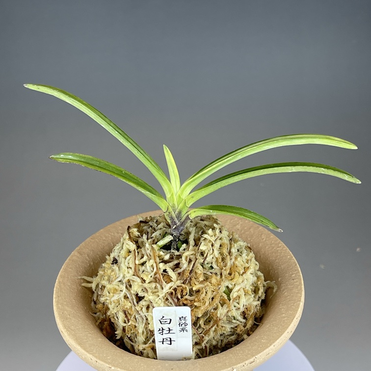 真砂白牡丹② | TOKYO酒田