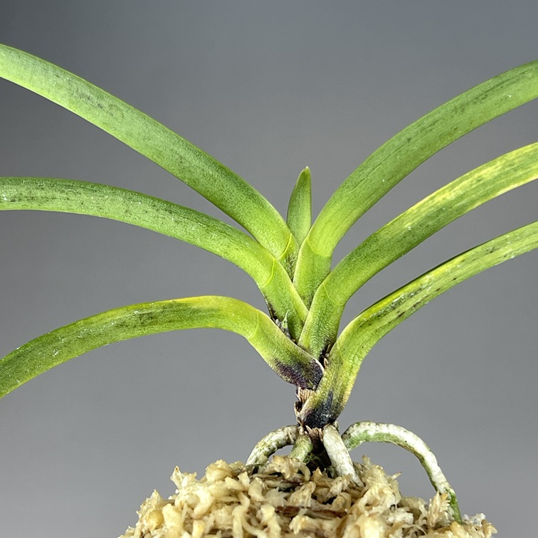 黒牡丹：群青 | TOKYO酒田