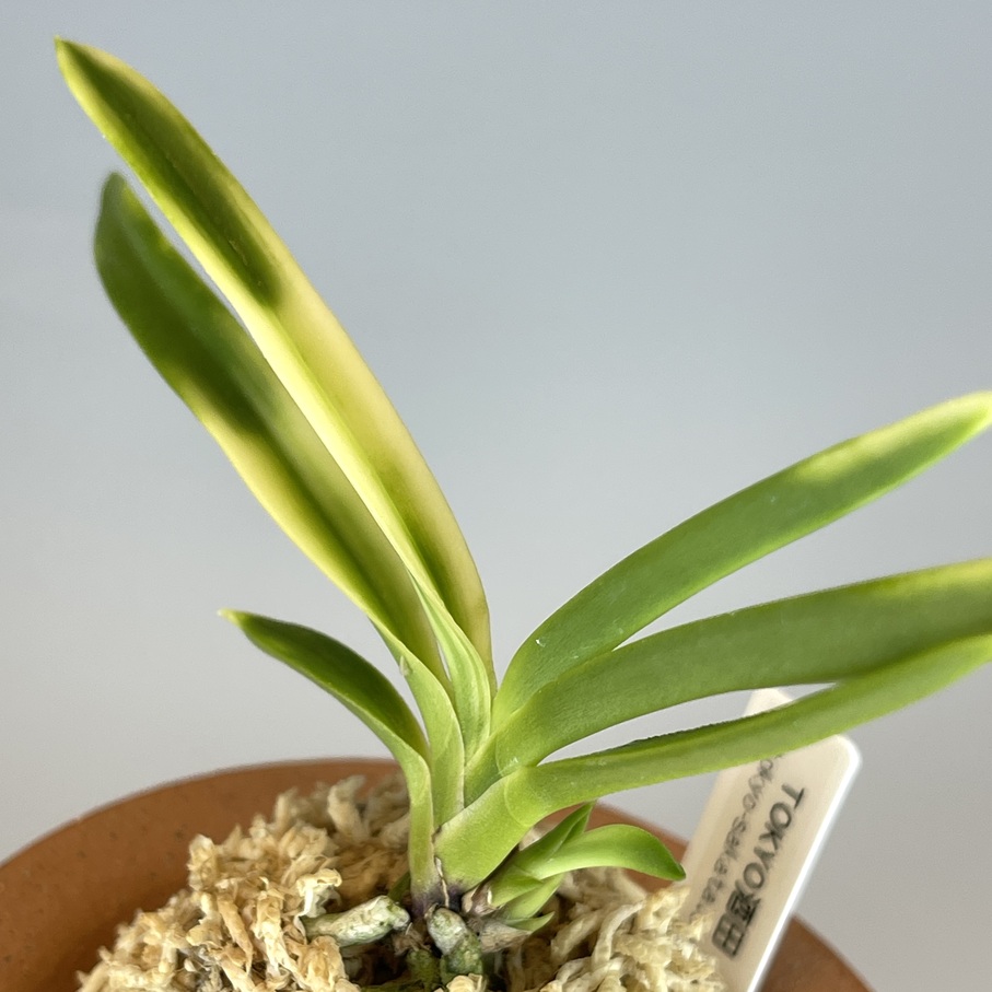 雪月花 | TOKYO酒田