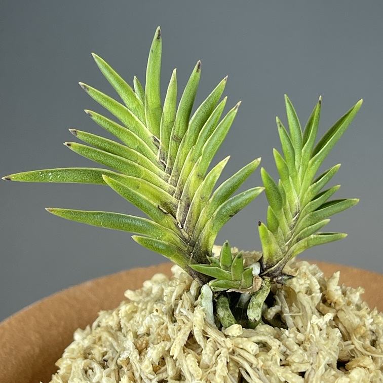 萩宝扇 | TOKYO酒田