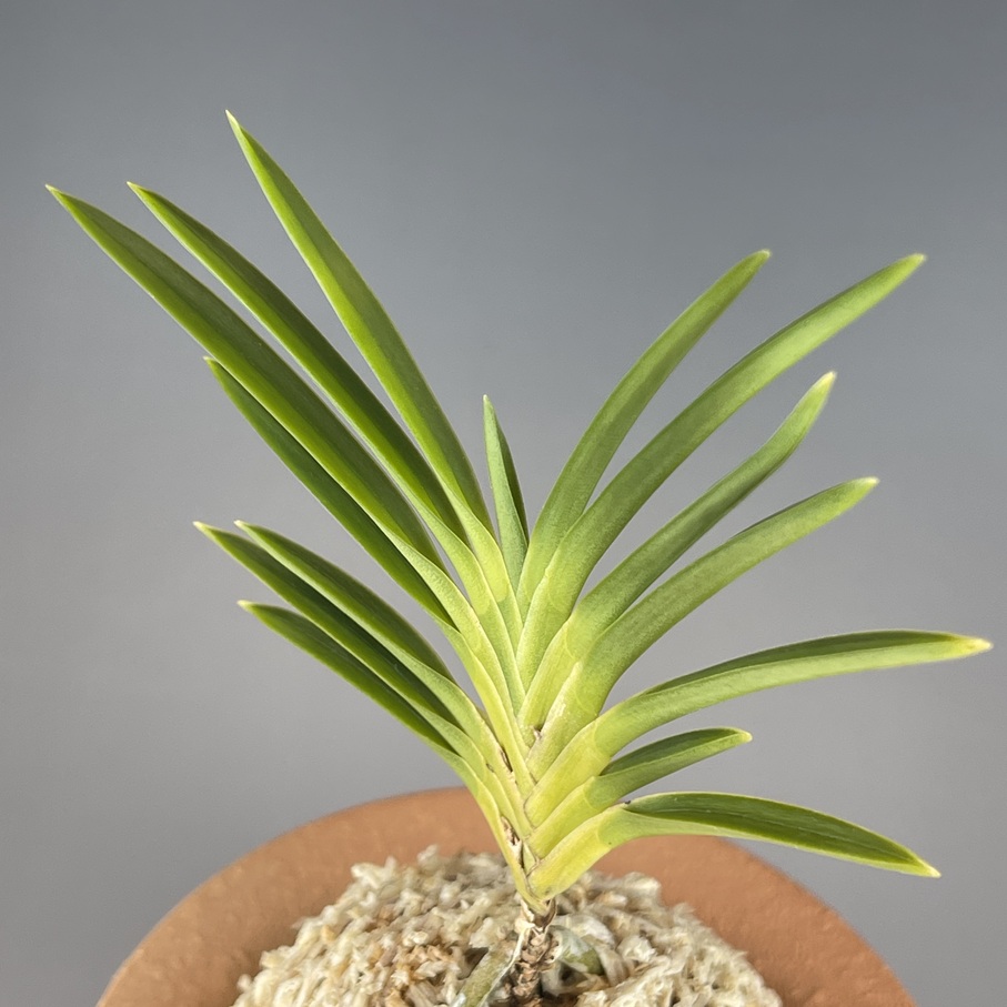 天草の剣 | TOKYO酒田