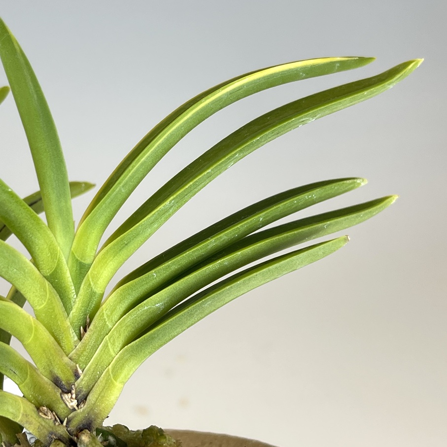 富貴蘭　まっちゃん建国縞 建国縞① | TOKYO酒田