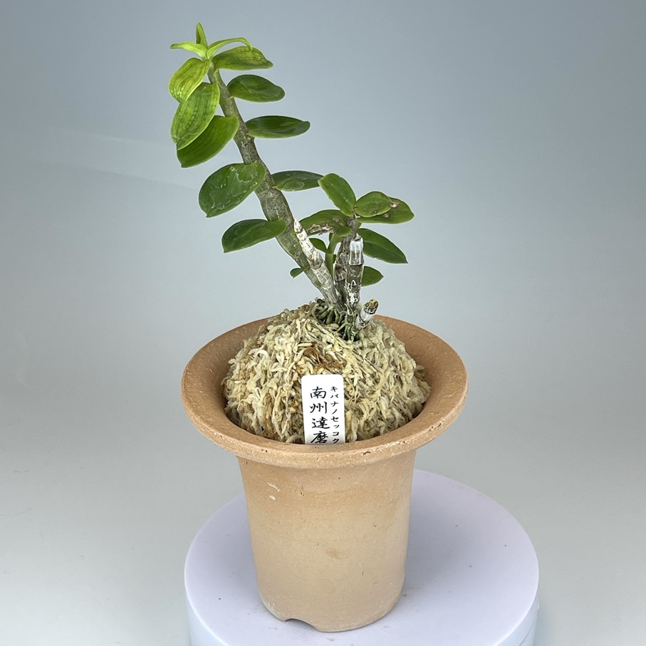 キバナノセッコク・南州達磨 | TOKYO酒田
