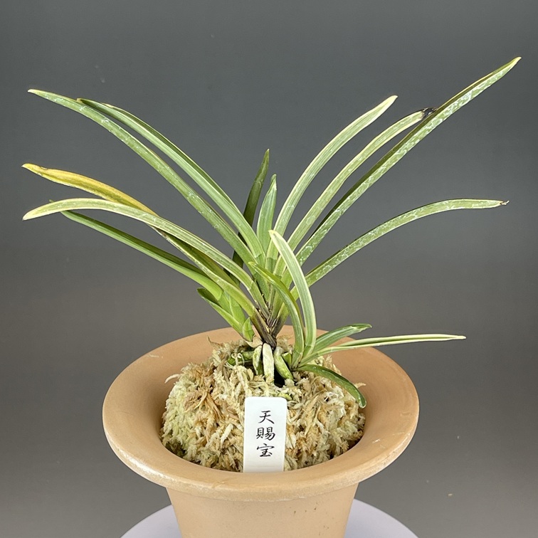 富貴蘭 必見！！至楽宝（至楽覆輪） 富貴蘭 宝覆輪 【公式通販】