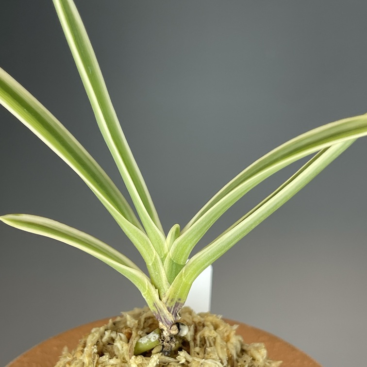 白翁 | TOKYO酒田