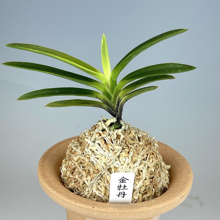 [祝^_^評価6000突破お値打ち品♫]富貴蘭　亀谷金牡丹 祝^_^評価6000突破お値打ち品♫]富貴蘭 亀谷金牡丹 （富貴蘭 金