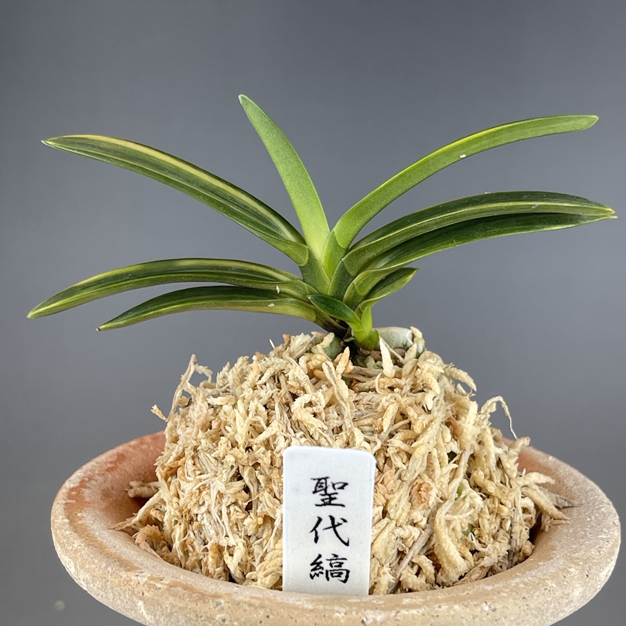 富貴蘭　角兵衛縞　極小 聖代の縞 | TOKYO酒田