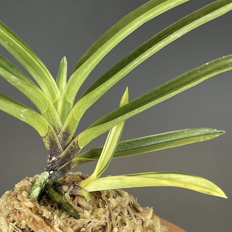 真砂白牡丹① | TOKYO酒田