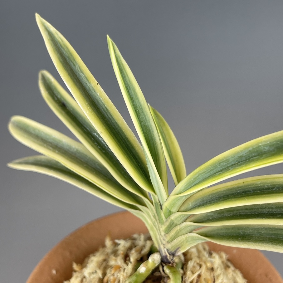 富貴殿 | TOKYO酒田