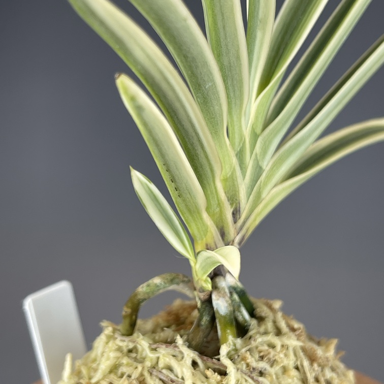 富貴蘭　白翁 白翁 | TOKYO酒田