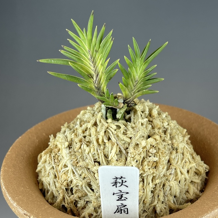 萩宝扇 | TOKYO酒田