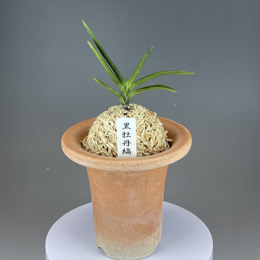 黒牡丹縞 | TOKYO酒田