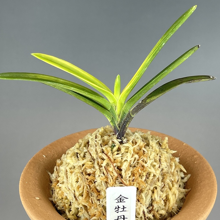 金牡丹 | TOKYO酒田