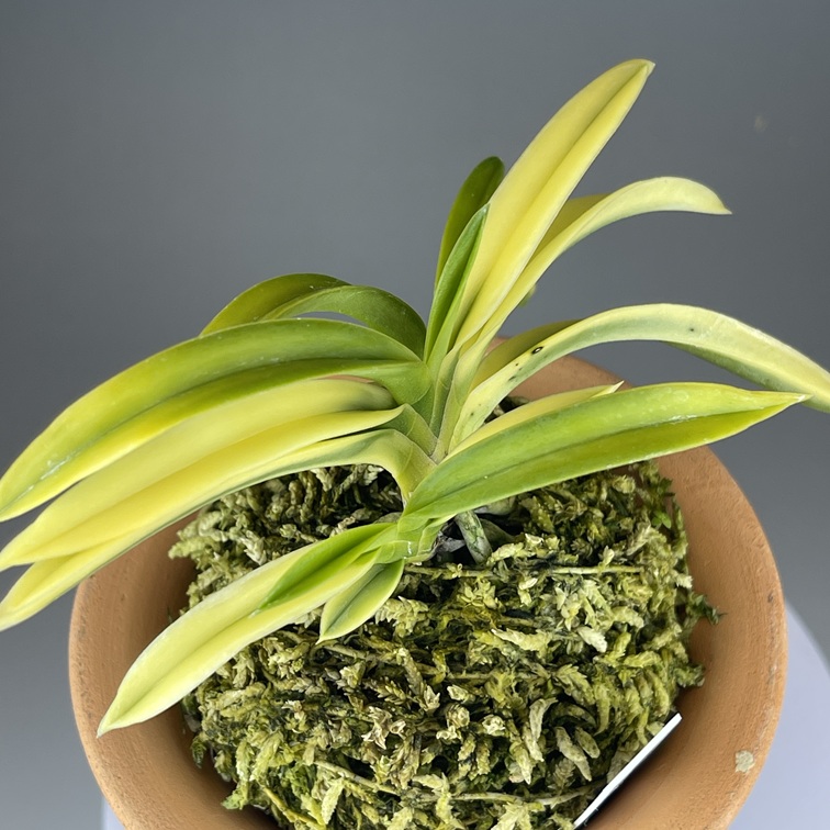 灘黄龍 | TOKYO酒田