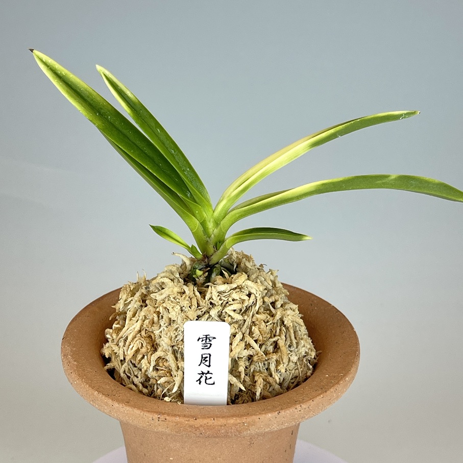 雪月花 | TOKYO酒田