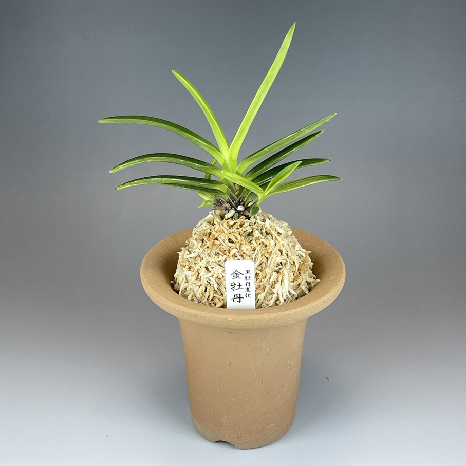 ②金牡丹(黒牡丹変化) | TOKYO酒田