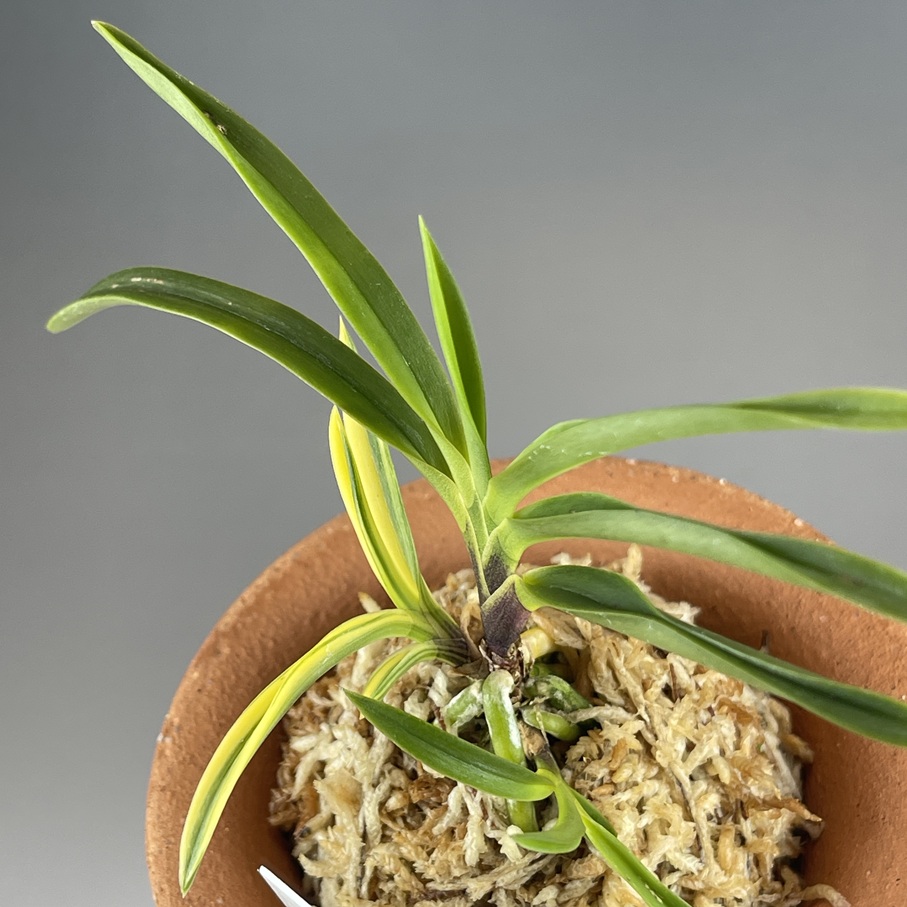 金司龍 | TOKYO酒田