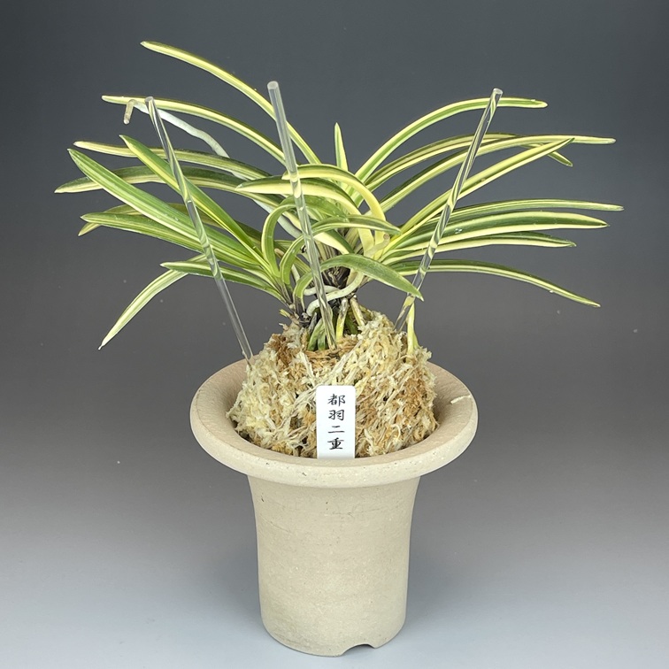 都羽二重 | TOKYO酒田