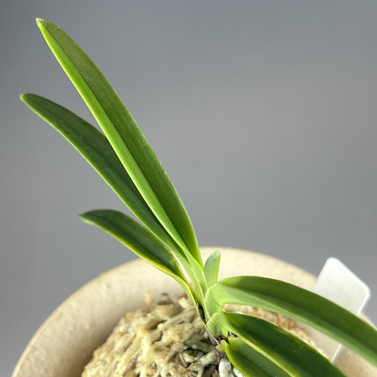 黒牡丹：群青 | TOKYO酒田