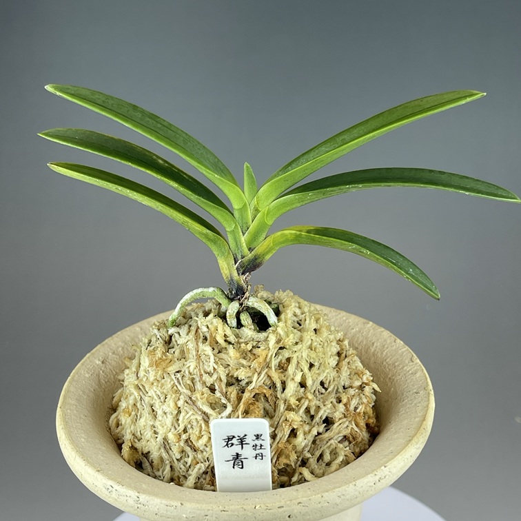 黒牡丹：群青 | TOKYO酒田