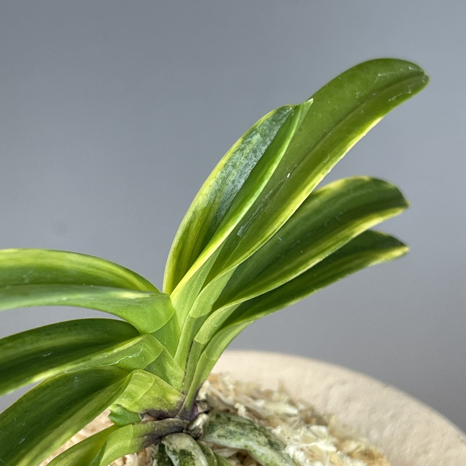 富貴蘭　轡錦 轡錦 | TOKYO酒田