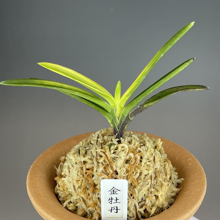 牡丹ページ①♪ 金牡丹① | TOKYO酒田