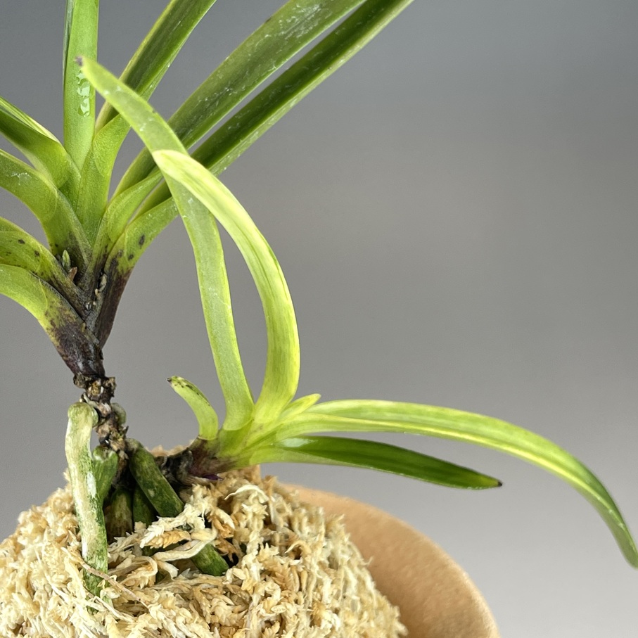 真砂白牡丹 | TOKYO酒田