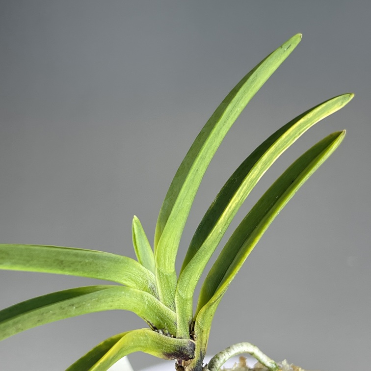 黒牡丹：群青 | TOKYO酒田