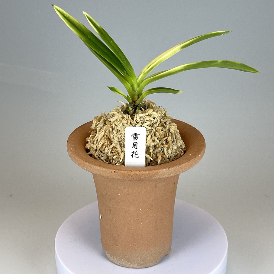 雪月花 | TOKYO酒田