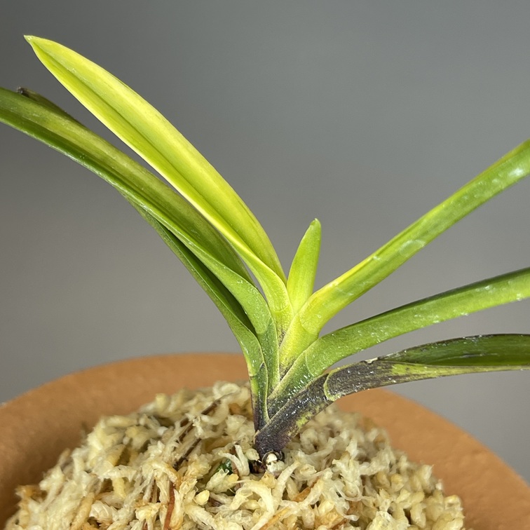 園木華堂牡丹 金牡丹① | TOKYO酒田