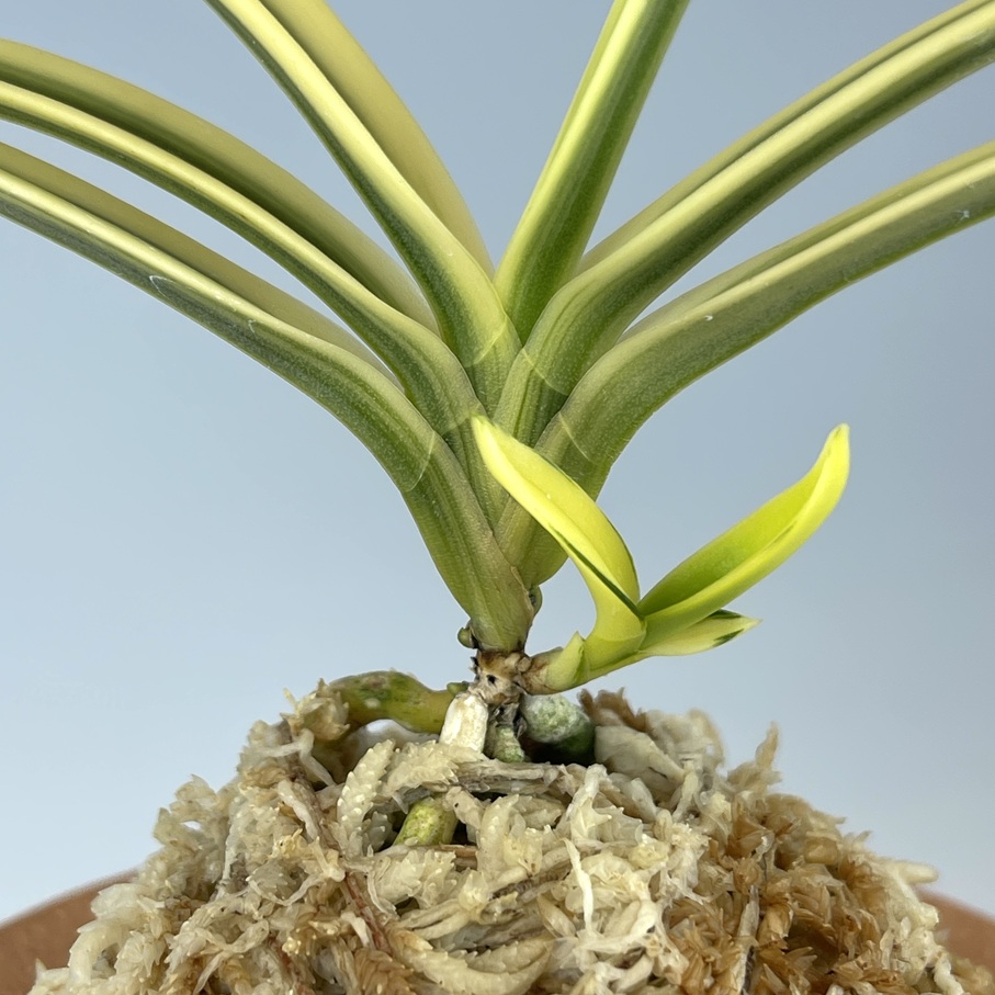 清富錦覆輪 | TOKYO酒田