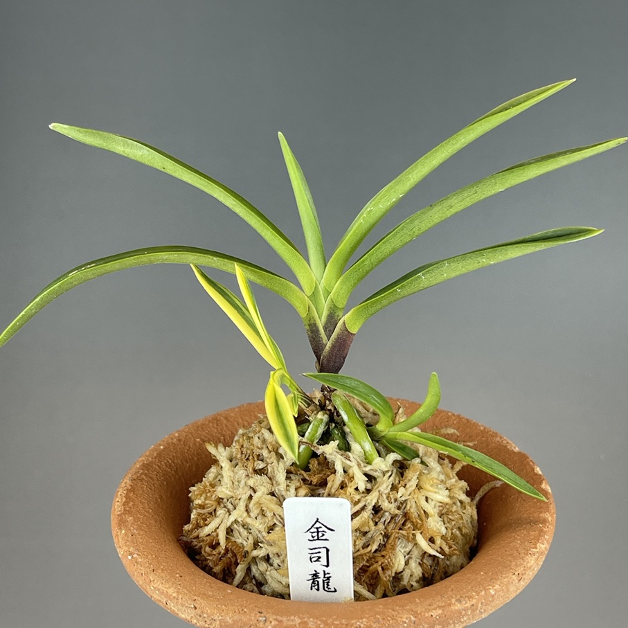 金司龍 | TOKYO酒田