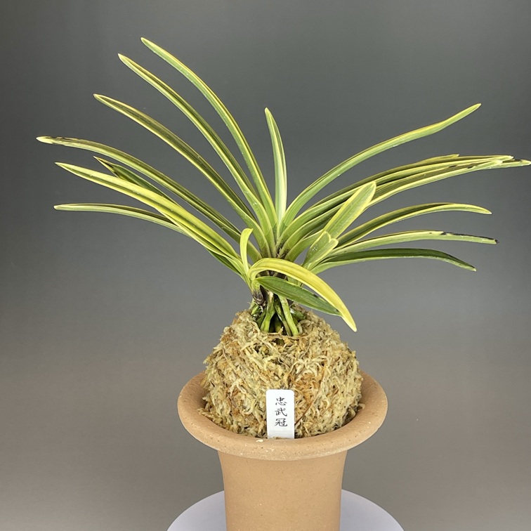 富貴蘭　忠武冠 忠武冠 | TOKYO酒田