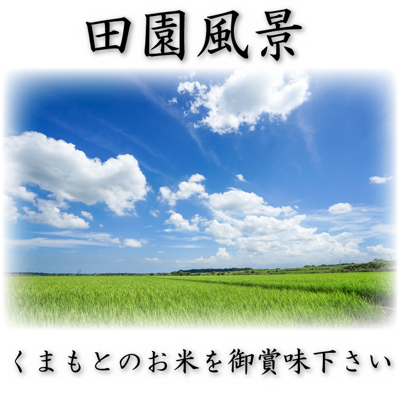 お米 米 5kg 白米 無洗米 熊本県産 ひのひかり 新米 令和6年産