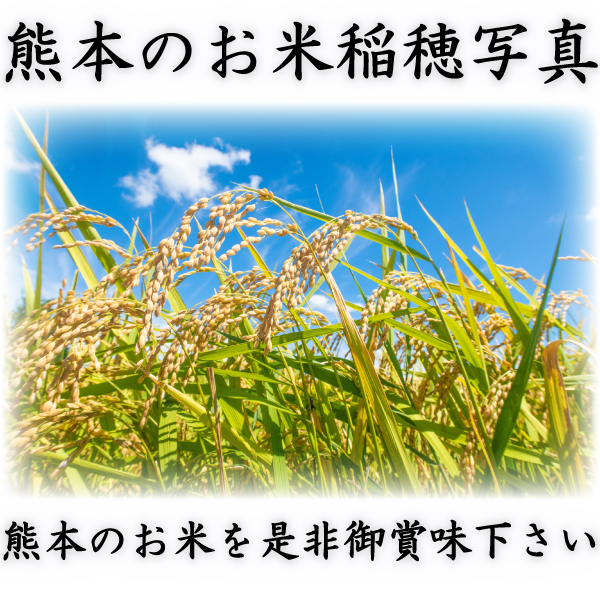 お米 米 30kg 玄米 熊本県産 ひのひかり 新米 令和5年産 ヒノヒカリ