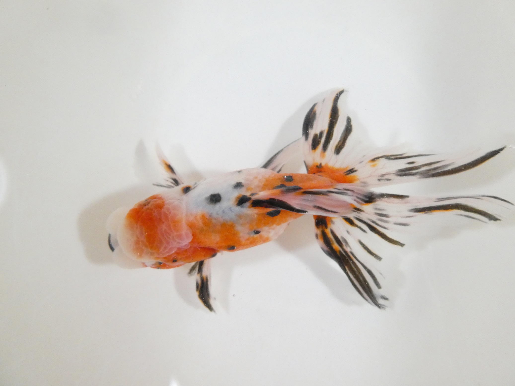 錦鯉2 錦鯉 No465 紅白 令和6年産 18cm 錦鯉 : アキカン ヤフー店