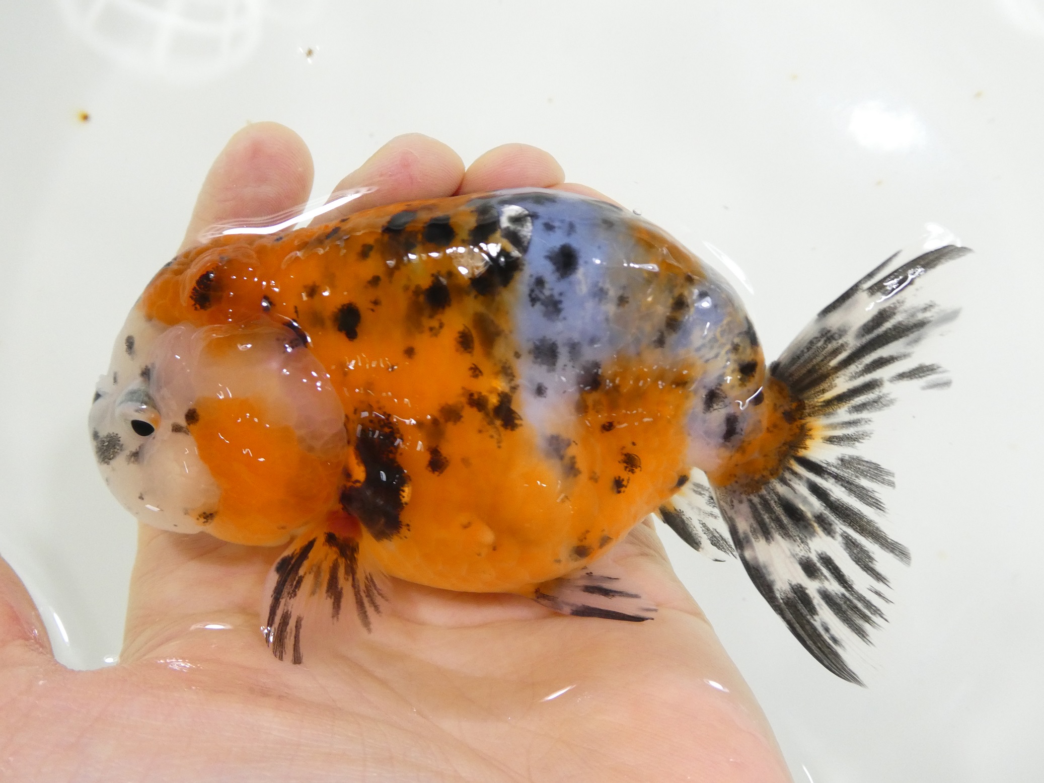 江戸錦 らんちゅう 金魚 ライオンヘッド - 魚類、水生生物