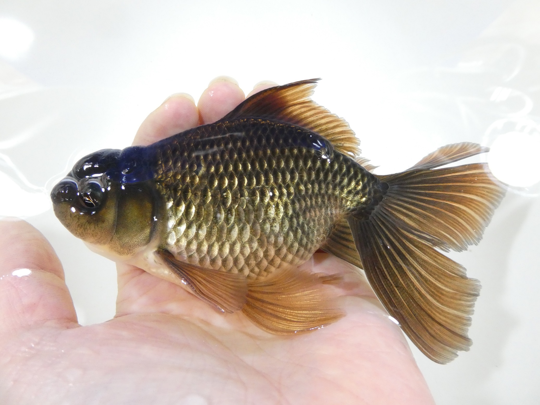 ブラックドラゴン2 | ペットのデパート東葛・金魚 錦鯉
