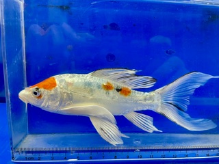 鰭長ドイツ大正三色錦鯉 | ペットのデパート東葛・金魚 錦鯉