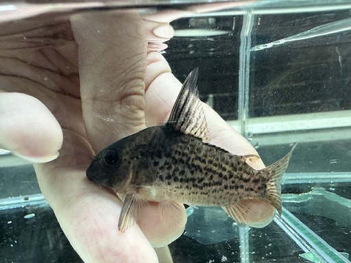 コリドラス Sp ショートノーズジャカレアカンガ | ペットのデパート東