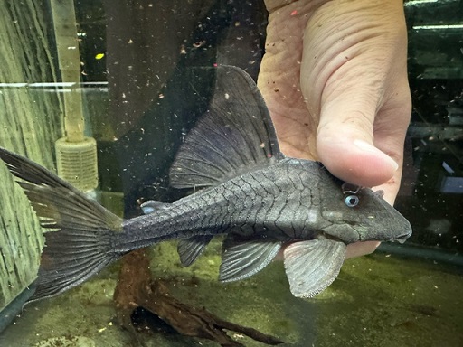 ブルーアイプレコ ① | ペットのデパート東葛本店観賞魚通販部