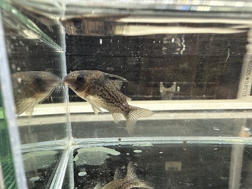 コリドラス Sp ショートノーズジャカレアカンガ | ペットのデパート東