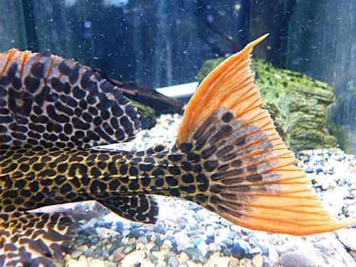 レオマミーです‼️ エクセルヒューマン掛け軸２点（猛虎と瑞祥大昇鯉） backend=imagemagick;version=1;